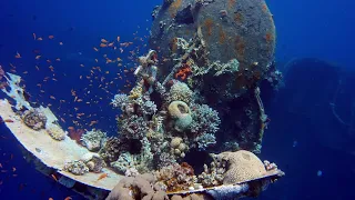 Fishes And Corals Growing On A Shipwreck Underwater ║ 4k short video