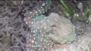 Cari gurita malam hari saat air laut surut
