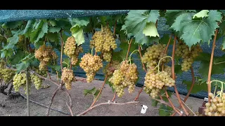 Найкращі сорти винограду. Врожай 2023 року
