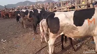 جولة في رحبة الأبقار من سوق أجلموس