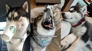 Huskies are so Dramatic😂