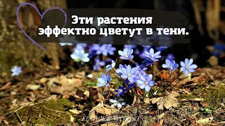 Эти растения эффектно цветут в тени.💐🧐