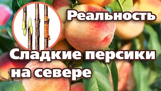 КАК ВЫРАСТИТЬ СЛАДКИЕ ПЕРСИКИ НА СЕВЕРЕ. 5 ПРОСТЫХ СПОСОБОВ.  Проверено на Урале