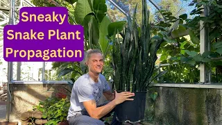 SNAKE PLANT Propagation with One Leaf!
