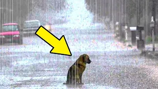 Hachiko, The True Story of a Loyal Dog That Waited at Train Station for Deceased Owner