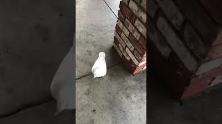 Albino pigeon spotted