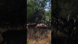 Venados cola blanca apareándose. Video proporcionado por Nick Benavides. En Aguilares Texas