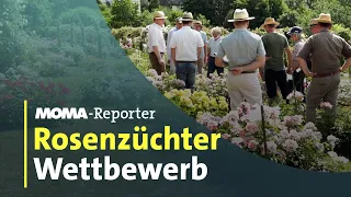 Wettbewerb der Rosenzüchter in Baden-Baden | ARD Morgenmagazin