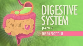 Digestive System, Part 1: Crash Course Anatomy & Physiology #33