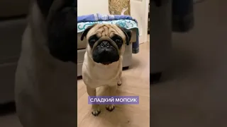 СЛАДКИЙ МОПСИК СЕБЕК МОПС ПОДПИШИСЬ #shorts #tiktok #youtube