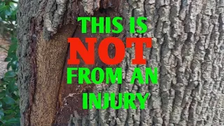 Why your Bark is peeling of your tree.