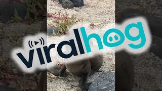 Greeting an Adorable Baby Sea Lion || ViralHog