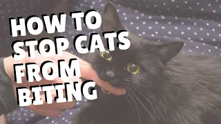 How To Stop Cats From Biting | Two Crazy Cat Ladies #cat #cats