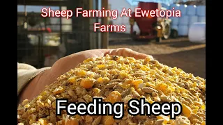 Sheep Farming At Ewetopia Farms: Feeding Sheep