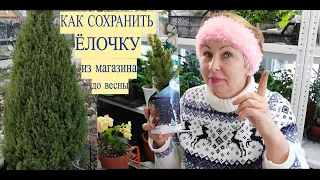 ЁЛОЧКА из магазина. Как сохранить до посадочного сезона?