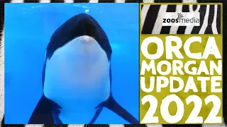 Orca MORGAN at @Loro Parque: Update & News | zoos.media