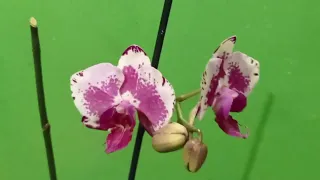 10.12.2022 Полив орхидей. Душ для орхидей. 🌹🌹🌹