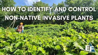 How to Identify and Control Non-Native Invasive Plants
