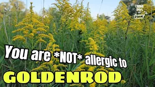 You are *NOT* allergic to Golden Rod aka Freeway Prairie Excursion