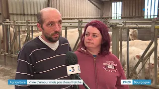 Nièvre : un an après "L'amour est dans le pré" ils créent une cagnotte pour sauver leur ferme