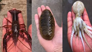 Catching Seafood 🦐🦀 Deep Sea Octopus (Catch Crab, Catch Fish) - #17