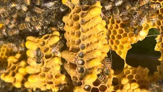 Bee hive split and inspection