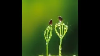 Cedar - how to grow seedlings Pínus sibírica