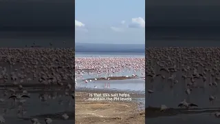 The Flamingos of Lake Nakuru | Kenya Series Episode 29