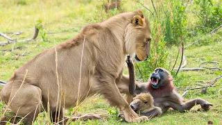 10 Times Baboons Messed With The Wrong Opponents!