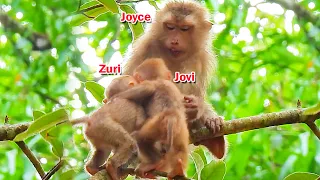 Sweet moment.! Joyce allow Zuri joined drink milk with Jovi from her for a short time