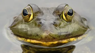 GIANT BULL FROG (Catch Clean Cook)