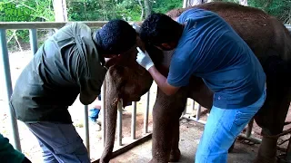 Saving an elephant calf from "Hakka Patas"