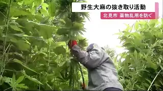 高さ2メートル以上のものも…「野生大麻」抜き取り活動 "悪用や薬物乱用"の未然防止へ 北海道北見市 (21/07/08 12:10)