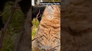 ✅ 3 Interesting Facts about Cats