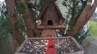 Cardinal and Blue Jay Battle Over Birdseed || ViralHog