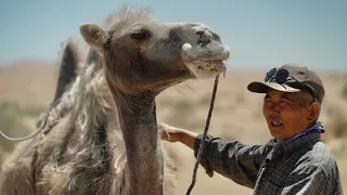 Dones de la naturaleza: El camello bactriano de Alxa | Documental | Doblado al español