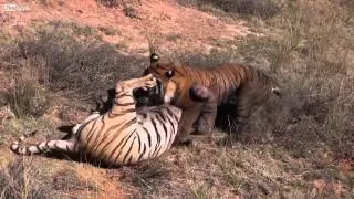 Жесткая драка двух тигров