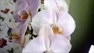 Орхидеи Январь)))Корневин для цветущих орхидей))) Чтобы разбудить корни?)))