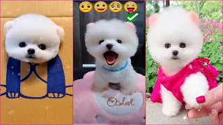 Tik Tok Chó Phốc Sóc Mini 😍 Funny and Cute Pomeranian #162