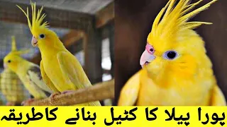 پورا پیلا کا کٹیل بنانے کاطریقہ | Full yellow lemon cockatiels | AHSAN PETs