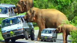 Wild Elephant Crushes Van In Jaw-dropping Encounter