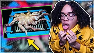 Insane Guy Puts Moving Octopus In Turbo Shredder (NEVER AGAIN)