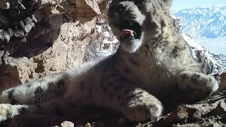 "Snow Leopard Sleeping" rare footage spotted in NW China for the first time