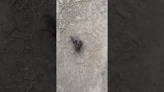 Оса против паука