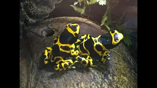 Bumblebee Dart Frogs and Q & A
