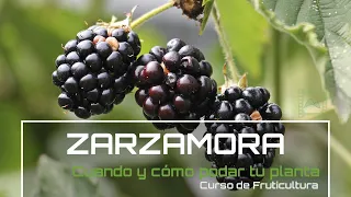 Cómo y cuándo 🌱 PODAR la ZarzaMORA 💜 [v 48] Fruticultura con LdN 2022