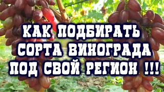 КАК ПОДБИРАТЬ СОРТА ВИНОГРАДА ПОД СВОЙ РЕГИОН!