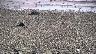 Flight of the Sandpipers. Dorchester NB