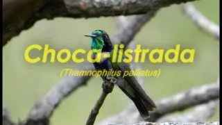 Choca listrada / Chestnut-backed Antshrike (Thamnophilus palliatus)