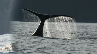 Bowhead whale of the Okhotsk Sea - Экспедиция к Гренландским китам Шантарских островов